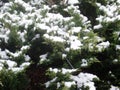 green juniper tree branch with snow Royalty Free Stock Photo