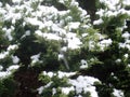 green juniper tree branch with snow Royalty Free Stock Photo