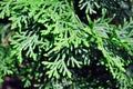 Green juniper twigs close up detail, top view, organic background