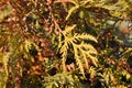 Green juniper twigs with needles and brown small pine cones, top view, soft background Royalty Free Stock Photo