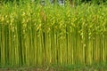 Green jute field. The jute is being dried on the ground. Jute is a type of bast fiber plant. Jute is the main cash crop of