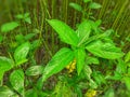 Green jute plant leaves. Jute cultivation in Assam in India