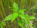 Green jute plant leaves. Jute cultivation in Assam in India