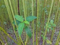 Green jute plant leaves. Jute cultivation in Assam in India