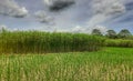 Green jute and rice plant in the field. Jute and rice cultivation in Assam in India.