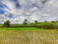 Green jute and rice plant in the field. Jute and rice cultivation in Assam in India.