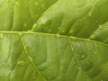 Green kakao leaf closeup natural background Royalty Free Stock Photo