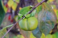 green kaki fruit on the tree Royalty Free Stock Photo