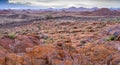 Harsh green kalahari landscape