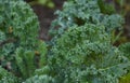 Green Kale Leaves Growing in an Organic Vegetable Garden Royalty Free Stock Photo