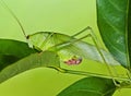 Green katydid Royalty Free Stock Photo