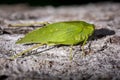 A green katydid basks in the warm summer sunshine.