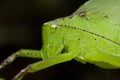 A green katydid/bush cricket Royalty Free Stock Photo