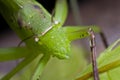 A green katydid/bush cricket Royalty Free Stock Photo