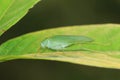 A green katydid/bush cricket Royalty Free Stock Photo