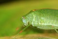 A green katydid/bush cricket Royalty Free Stock Photo