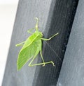 Green Katydid on Charcoal Gray Background