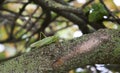 A green katydid standing on green tree bark mimics the look of a tree.
