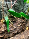 Green Katydids on Tree Bark in Zoo Exhibit Royalty Free Stock Photo