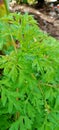 Green kenikir leaves grow in the garden behind the house