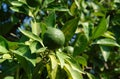 Green key lime fruit Citrus aurantiifolia on a tree in the garden, close-up, copy space Royalty Free Stock Photo