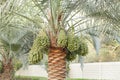 Green Kimri & khalal dates clusters all around the palm tree Royalty Free Stock Photo