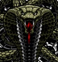cobra snake coiled on black background