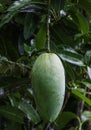 Green King Size Bangladeshi Maldaha Mango, Chapainawabganj Gets New Mango