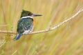 Green Kingfisher (Chloroceryle americana) Royalty Free Stock Photo