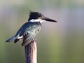 Green Kingfisher (Chloroceryle Americana)