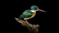 The Green Kingfisher and Its Serene Habitat