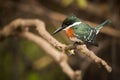 Green kingfisher perched on branch looking down