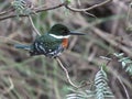 Green Kingfisher Perched