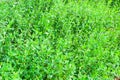 Green knotgrass Royalty Free Stock Photo