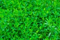 Green knotgrass Royalty Free Stock Photo