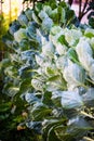 green kohlrabi growing in vegetable garden Royalty Free Stock Photo