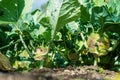 Green kohlrabi growing in vegetable garden