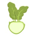 Green kohlrabi icon cartoon vector. Healthy food
