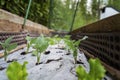 Green kohlrabi seedlings growing in the garden Royalty Free Stock Photo