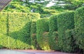 Green Korean banyan tree, planted as a green fence to make a security line for private areas