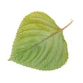A green korean Perilla Leaf