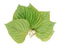 Green korean Perilla Leaf