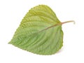 A green korean Perilla Leaf
