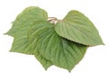 Green korean Perilla Leaf