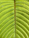 Green kratom leaf texture, background Royalty Free Stock Photo