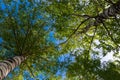 Green kroner of two birches with gray trunks Royalty Free Stock Photo