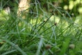 Green Kyllinga (Shortleaf Spikesedge) in Detail Royalty Free Stock Photo