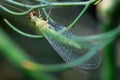 Green Lacewing Royalty Free Stock Photo