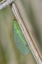 Green Lacewing Royalty Free Stock Photo