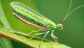 Green Lacewing aquatic insect mayfly Royalty Free Stock Photo